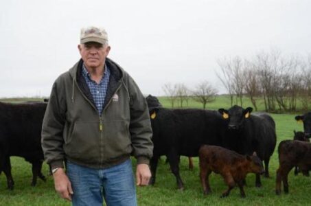 Popular Grass in Missouri Harms Cattle Image